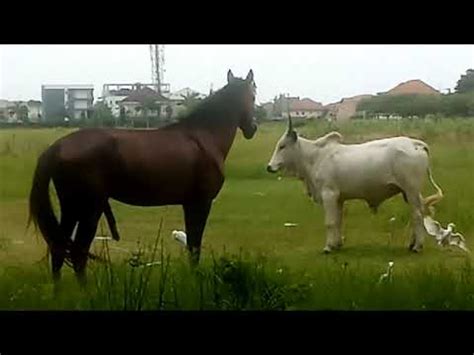first time horse and cow successful mating horse mating with cow horse cow mating ,Natural Animalsa Mating Amazing video of cow bull Meeting Indian bi. . Horses mate with cows